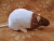 Brown Bareback Rat Plushie