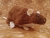 Brown Berkshire Rat Plushie