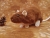 Brown Berkshire Rat Plushie