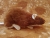 Brown Berkshire Rat Plushie