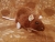 Brown Berkshire Rat Plushie