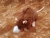 Brown Blazed Rat Plushie
