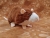 Brown Blazed Rat Plushie