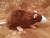 Brown Blazed Rat Plushie