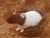 Brown Capped Rat Plushie