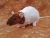 Brown Capped Rat Plushie