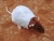Brown Capped Rat Plushie