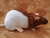 Brown Half-Hooded Rat Plushie