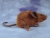 Black Mouse Plushie with Tan Belly