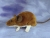Brown Mouse Plushie with White Belly