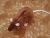 Brown Rat Plushie