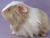Big Lilac Grey Dutch Guinea Pig Plushie