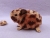 Little Chocolate Chip Guinea Pig Plushie