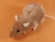 Coral Rat Plushie