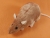 Coral Rat Plushie
