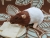 Dark Brown Bareback Rat Plushie