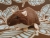 Dark Brown Berkshire Rat Plushie