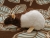 Dark Brown Half-Hooded Rat Plushie
