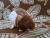 Dark Brown Hooded Rat Plushie