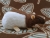 Dark Brown Hooded Rat Plushie
