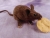 Dark Brown Mouse Plushie