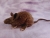 Dark Brown Mouse Plushie