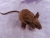 Dark Brown Mouse Plushie