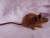 Dark Brown Mouse Plushie with Tan Belly