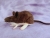 Dark Brown Mouse Plushie with White Belly