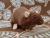 Dark Brown Rat Plushie