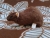 Dark Brown Rat Plushie
