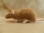 Fawn Berkshire Rat Plushie