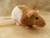 Fawn Half-Hooded Rat Plushie