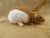 Fawn Hooded Rat Plushie