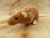 Fawn Rat Plushie