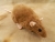 Fawn Rat Plushie