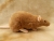 Fawn Rat Plushie