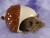 Forest Mouse Plushie