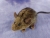 Forest Mouse Plushie