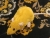Gold Rat Plushie