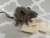 Grey Mouse Plushie
