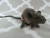 Grey Mouse Plushie