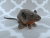Grey Mouse Plushie with Tan Belly