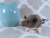 Grey Mouse Plushie with White Belly