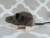 Grey Mouse Plushie with White Belly
