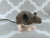 Grey Mouse Plushie with White Belly