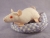 Hairless Rat Plushie