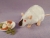 Himalayan Rat Plushie