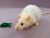 Ivory Bareback Rat Plushie