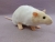 Ivory Capped Rat Plushie